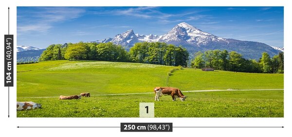 Fototapet Alpi Cow