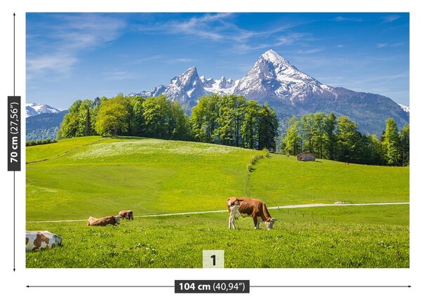 Fototapet Alpi Cow