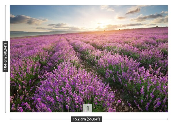 Fototapet Lavandă Meadow