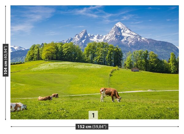 Fototapet Alpi Cow