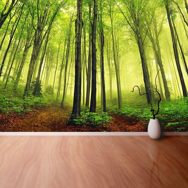 Fototapet ceaţă Forest