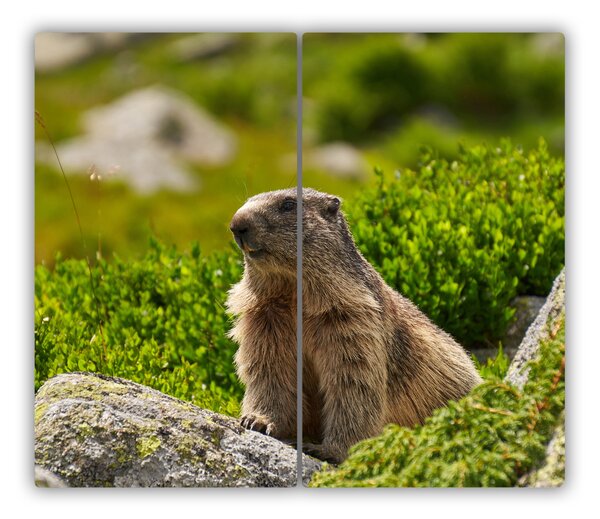 Tocator din sticla Marmot tatra
