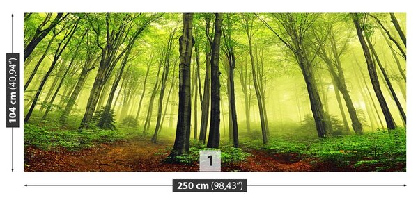 Fototapet ceaţă Forest