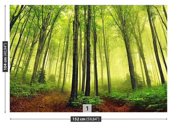 Fototapet ceaţă Forest