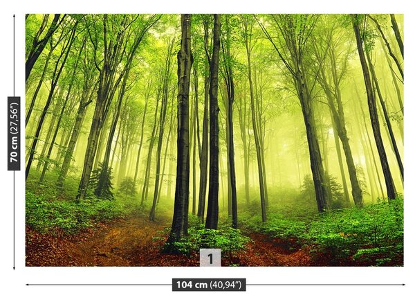 Fototapet ceaţă Forest