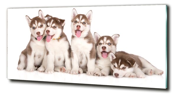 Tablou din Sticlă catelusi Husky