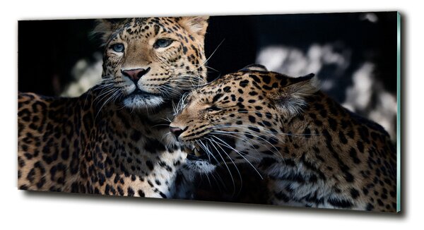 Tablou sticlă doi leoparzi