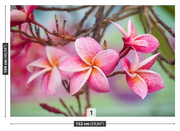 Fototapet frangipani roz
