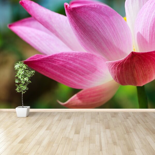 Fototapet roz Lotus