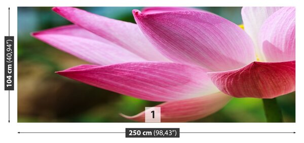 Fototapet roz Lotus