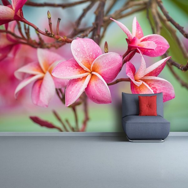 Fototapet frangipani roz