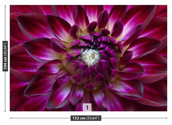 Fototapet Aster Purple