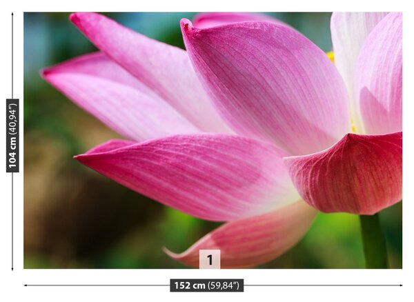 Fototapet roz Lotus