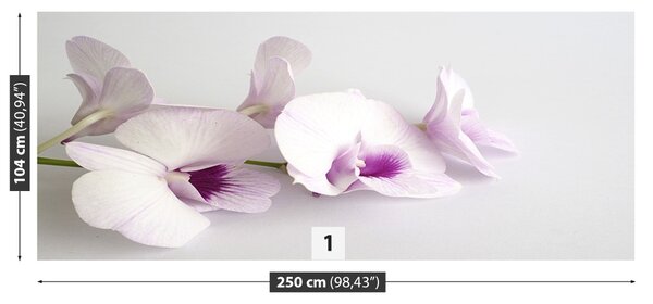 Fototapet alb Orhideele