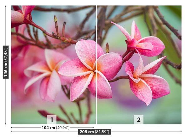 Fototapet frangipani roz