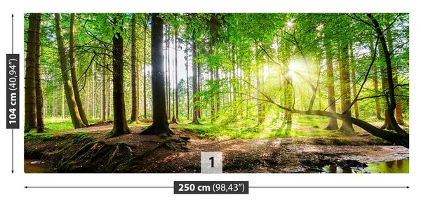 Fototapet Forest Of The Sun