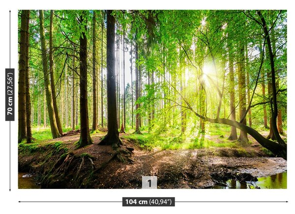 Fototapet Forest Of The Sun