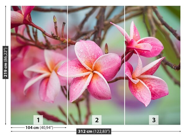 Fototapet frangipani roz
