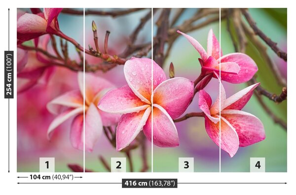 Fototapet frangipani roz