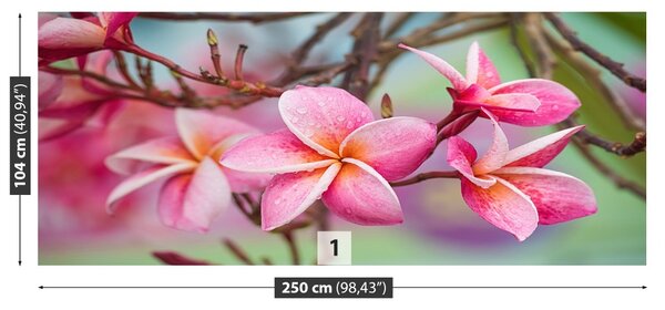 Fototapet frangipani roz