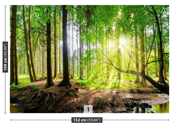 Fototapet Forest Of The Sun
