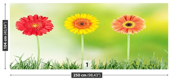 Fototapet Gerbera