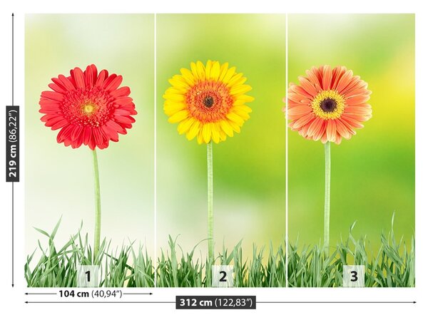 Fototapet Gerbera
