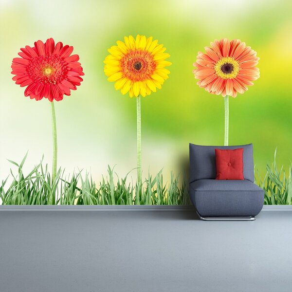 Fototapet Gerbera