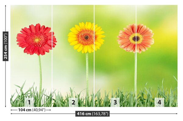 Fototapet Gerbera
