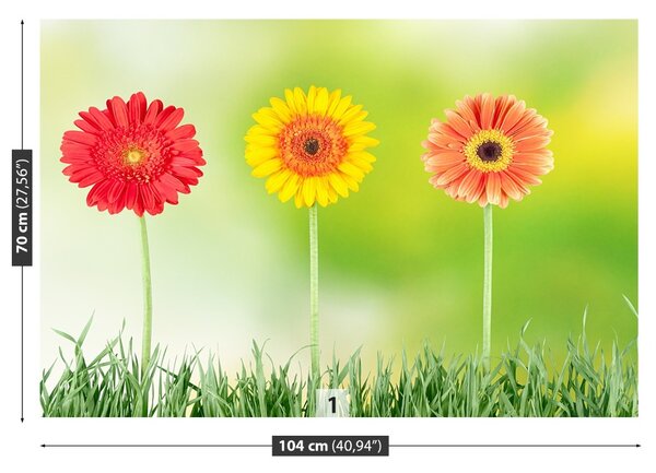 Fototapet Gerbera