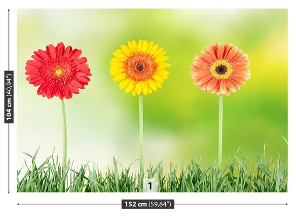 Fototapet Gerbera