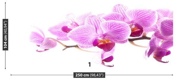 Fototapet roz Orhidee