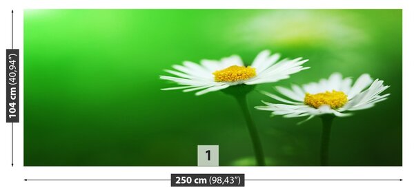 Fototapet alb Daisies