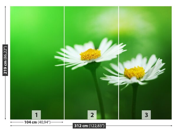 Fototapet alb Daisies
