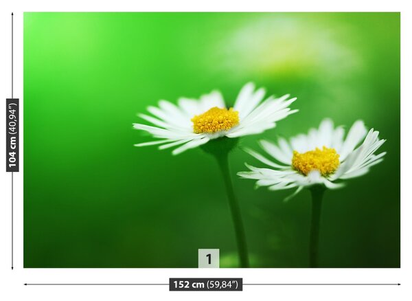 Fototapet alb Daisies
