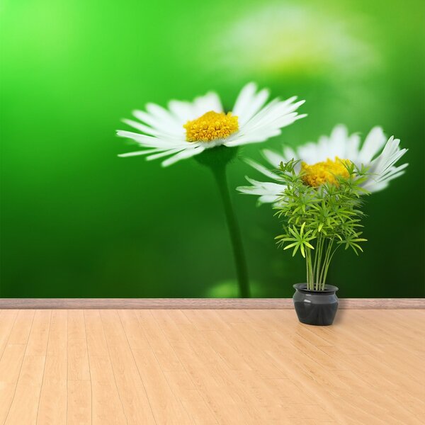 Fototapet alb Daisies