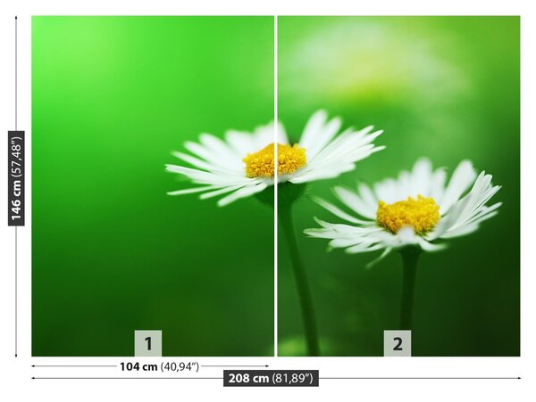 Fototapet alb Daisies