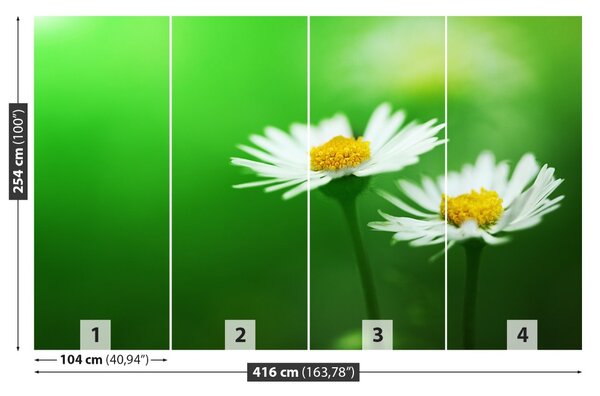 Fototapet alb Daisies