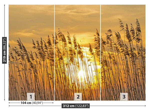 Fototapet Reed Pole