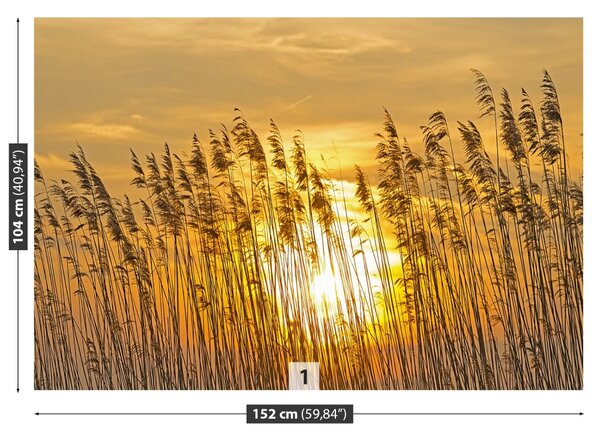 Fototapet Reed Pole