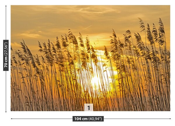 Fototapet Reed Pole