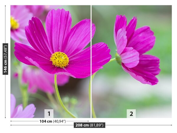 Fototapet Cosmos Flori
