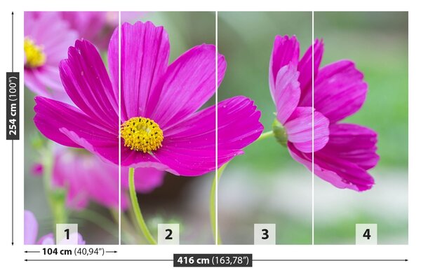 Fototapet Cosmos Flori