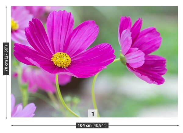 Fototapet Cosmos Flori