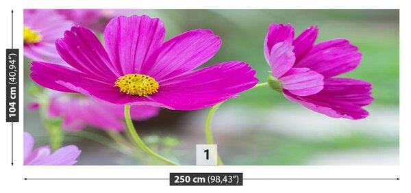 Fototapet Cosmos Flori