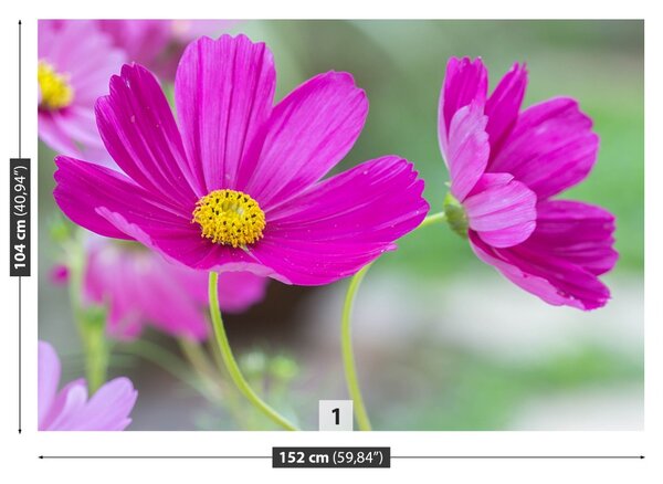 Fototapet Cosmos Flori