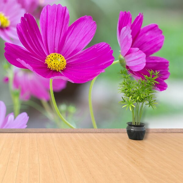 Fototapet Cosmos Flori