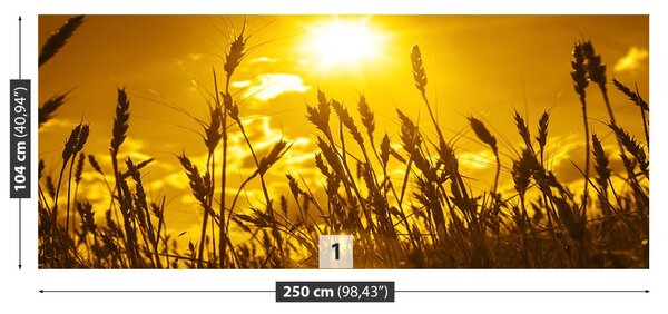 Fototapet Câmp de grâu