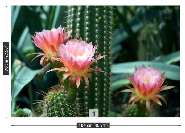 Fototapet Cactus Flower