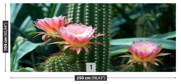 Fototapet Cactus Flower